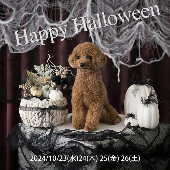 ハロウィン撮影会 | 大阪のマタニティやベビー、ニューボーンフォトの